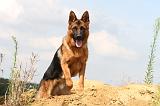 BERGER ALLEMAND 382
